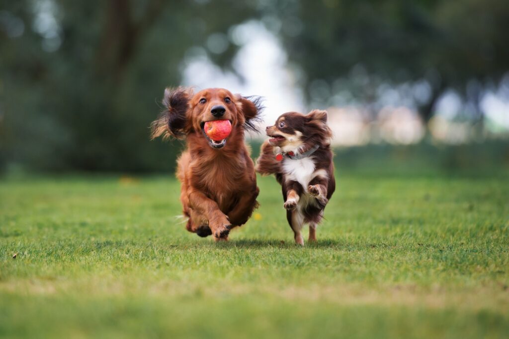 Two dogs playing in a dog park